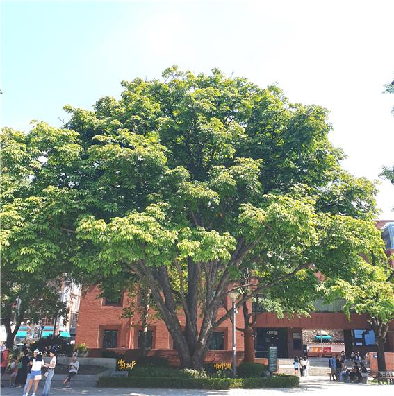 대학로 마로니에공원의 대표 수목 일본칠엽수 모습. (사진제공=숲 해설가 원종태)