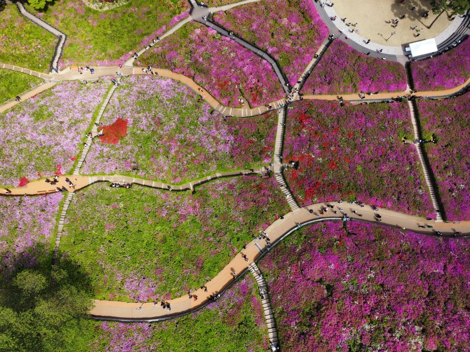 22일 오후 1시35분께 찾은 군포시 산본동 철쭉동산에 철쭉꽃이 만개해 많은 상춘객들로 붐비고 있다. (사진=김광섭 기자)